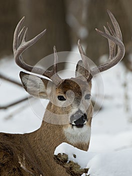 Huge Whitetail Buck