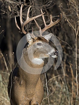 Huge Whitetail Buck