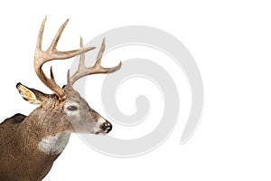 Huge whitetail buck isolated on white background