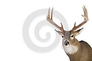 Huge whitetail buck isolated on white background