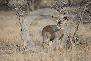 Huge Whitetail Buck in Rut photo