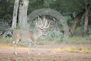 Huge whitetail buck searching for doe