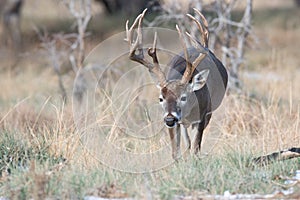 Huge whitetail buck searching for doe in heat photo