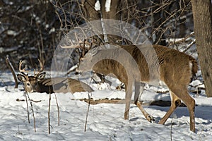 Huge Whitetail Bucks