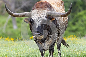 Huge wild Texas longhorn bull photo