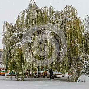 Huge willow-tree covered in snow