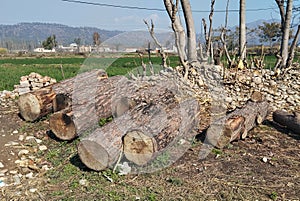 Huge wood pieces alongside trees and fields