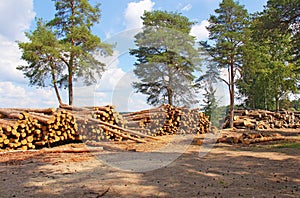 Photo made in Russia. Huge woodpile of freshly harvested beech l