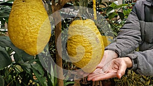huge and yellow citrons, large fragrant citrus fruits hanging fom the tree.