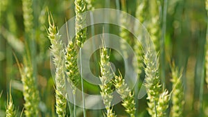 Huge yellow field of wheat in idyllic nature in rays of afternoon. Landscape during harvest. Close up.