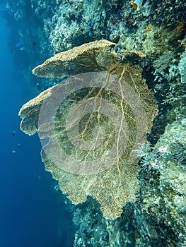 Huge Yellow Gorgonian Fan Coral in blue underwater image