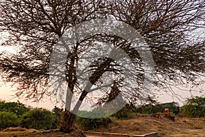 The huge ziziphus tree with Buddhist temple in Bagan, Myanmar