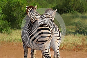 Hugging couple of zebras in Kruger National park. Autumn in South Africa.