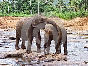 Hugging elefants touching smoothly the partner