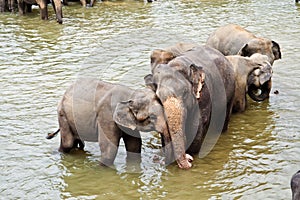 Hugging elefants touching smoothly the partner
