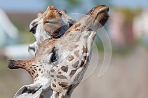 Hugging giraffes