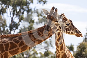 Hugging Giraffes