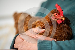 hugging a Pasture raised poultry on a regenerative agriculture farm. With hens and chooks