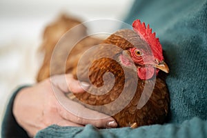 hugging a Pasture raised poultry on a regenerative agriculture farm. With hens and chooks