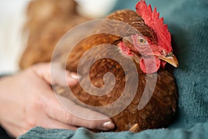 hugging a Pasture raised poultry on a regenerative agriculture farm. With hens and chooks