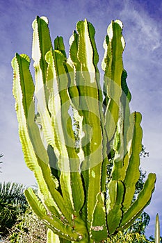 Hugh cactus, against pale blue sky