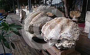 Hugh fossilised seashells in front of a marine life shop