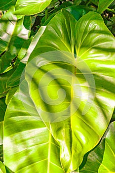 Hugh plant leaf, growing, in tropical rain forest