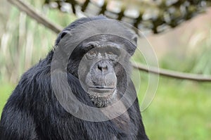 Hugo chimpanzee