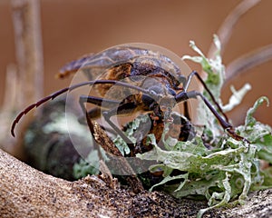 Huhu beetle, a longhorn beetle of Aotearoa, New Zealand