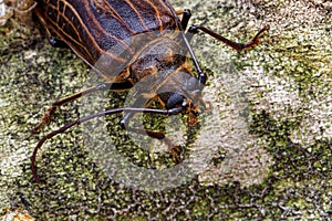 Huhu beetle, a longhorn beetle of Aotearoa, New Zealand