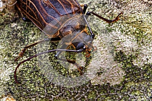 Huhu beetle, a longhorn beetle of Aotearoa, New Zealand photo