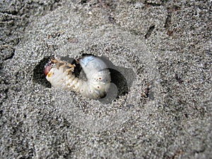 Huhu grub in the sand photo