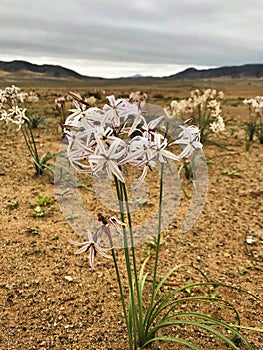 Huilli growing in the arid Atacama desert photo