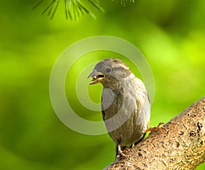 Huismus, House Sparrow, Passer domesticus