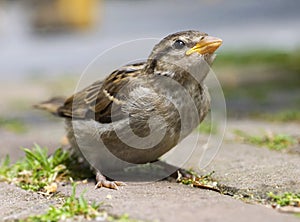 Huismus, House Sparrow, Passer domesticus