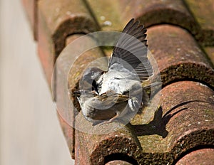 Huismus, House Sparrow, Passer domesticus