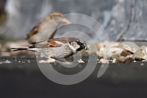 Huismus, House Sparrow, Passer domesticus