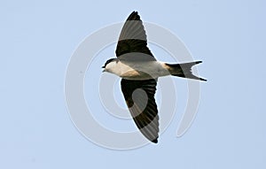 Huiszwaluw, Common House Martin, Delichon urbicum