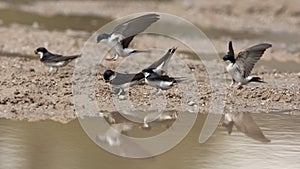 Huiszwaluw, Common House Martin, Delichon urbicum photo