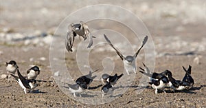 Huiszwaluw, Common House Martin, Delichon urbicum photo