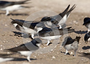 Huiszwaluw, Common House Martin, Delichon urbicum photo