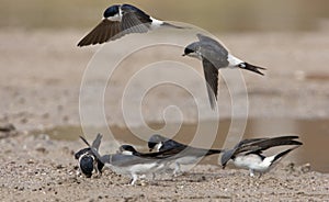 Huiszwaluw, Common House Martin, Delichon urbicum photo