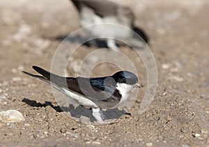 Huiszwaluw, Common House Martin, Delichon urbicum photo
