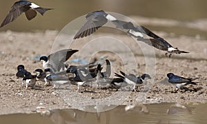 Huiszwaluw, Common House Martin, Delichon urbicum photo
