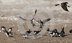 Huiszwaluw, Common House Martin, Delichon urbicum photo