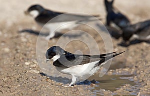 Huiszwaluw, Common House Martin, Delichon urbicum photo