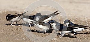 Huiszwaluw, Common House Martin, Delichon urbicum photo