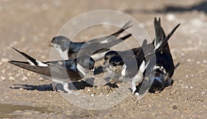 Huiszwaluw, Common House Martin, Delichon urbicum photo