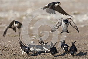 Huiszwaluw, Common House Martin, Delichon urbicum photo