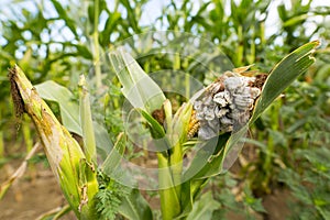 Huitlacoche - Corn smut, fungus, Mexican truffle